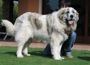 Pyrenean Mastiff standing with owner on the back.