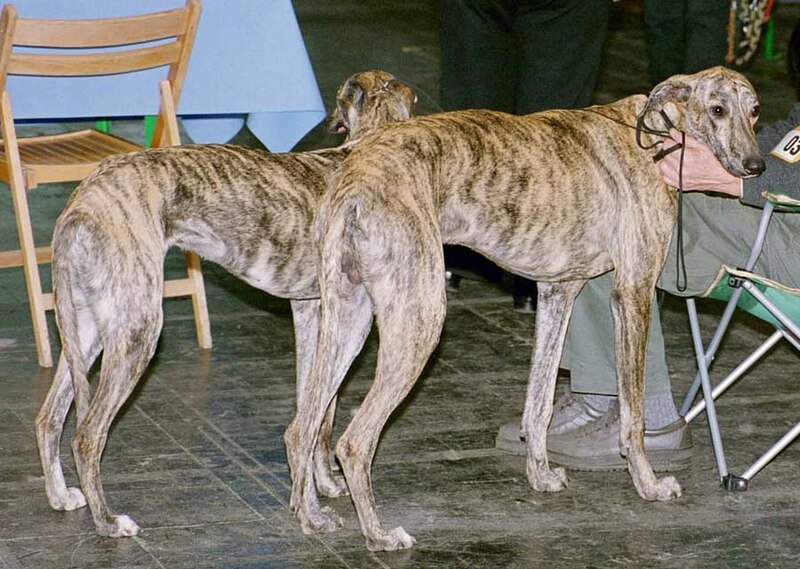 Two brindled Galgo standing.