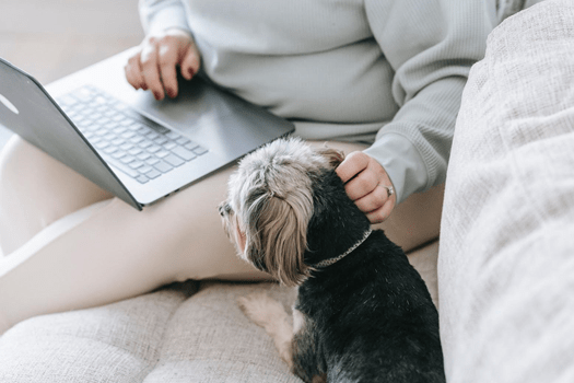 Working from Home with Pets - Tips for Staying Focused & Productive