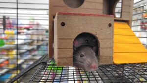 Root-Causes-of-Rat-Infestations